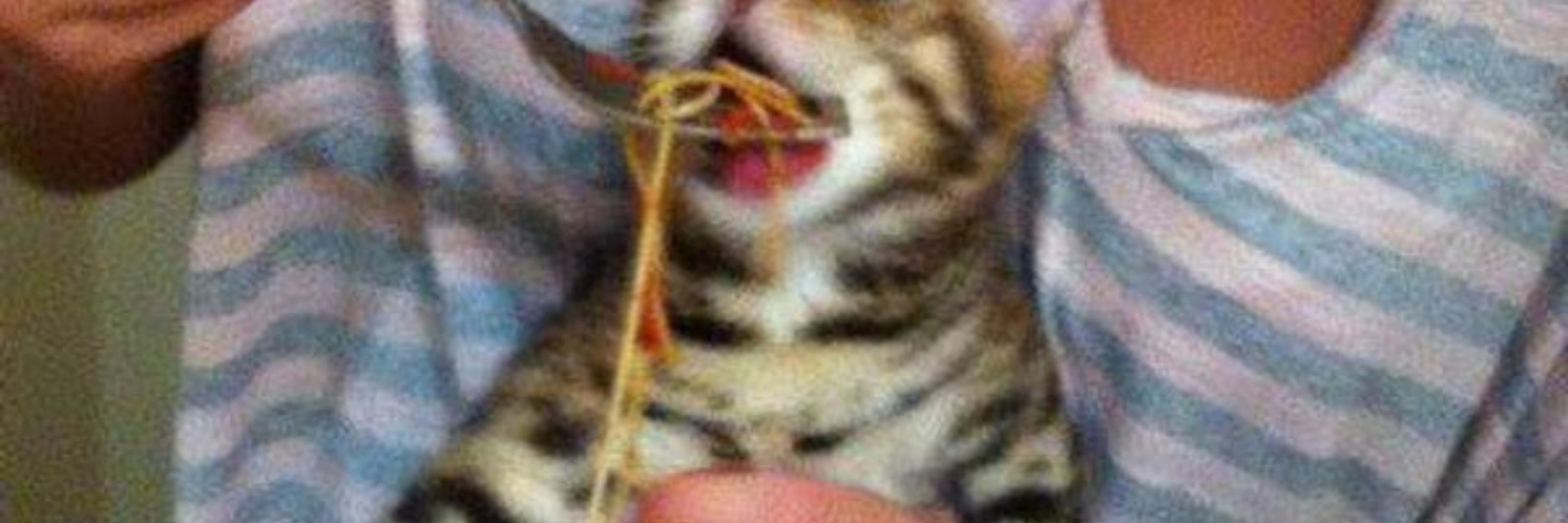 Catcat
