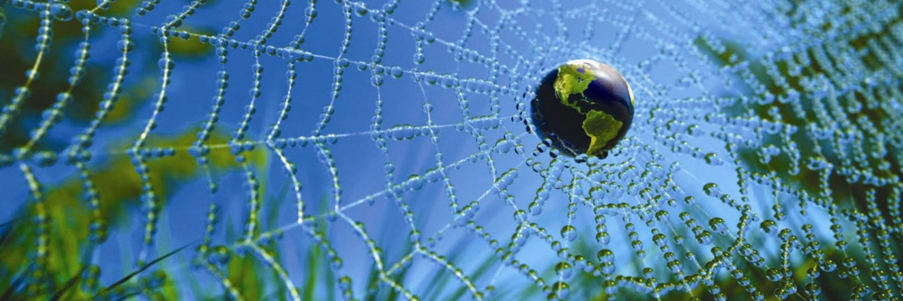 Organic Democracy - Oh, What Webs We Weave...