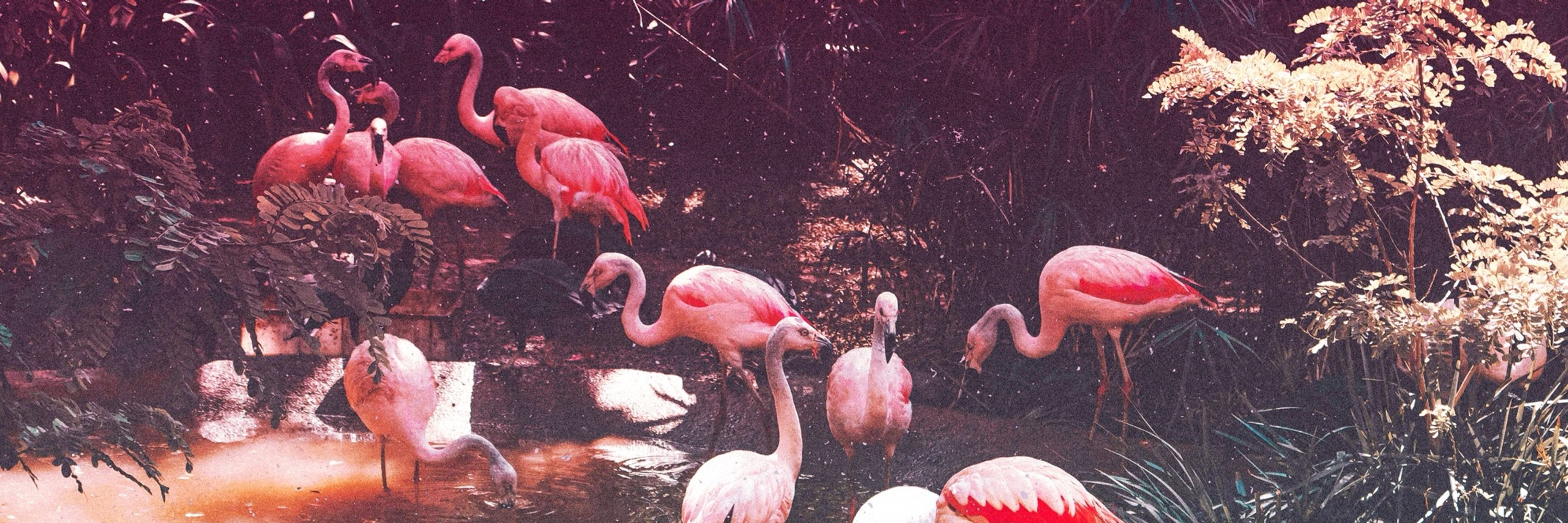 flamingo+