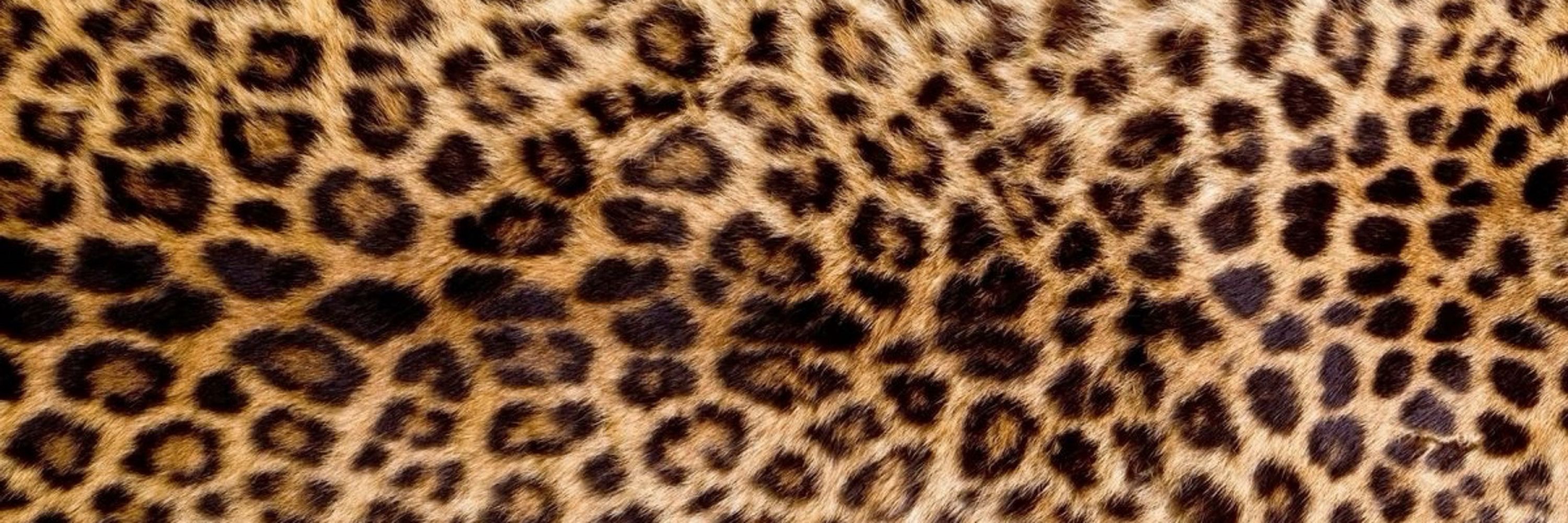 KAM 🐾
