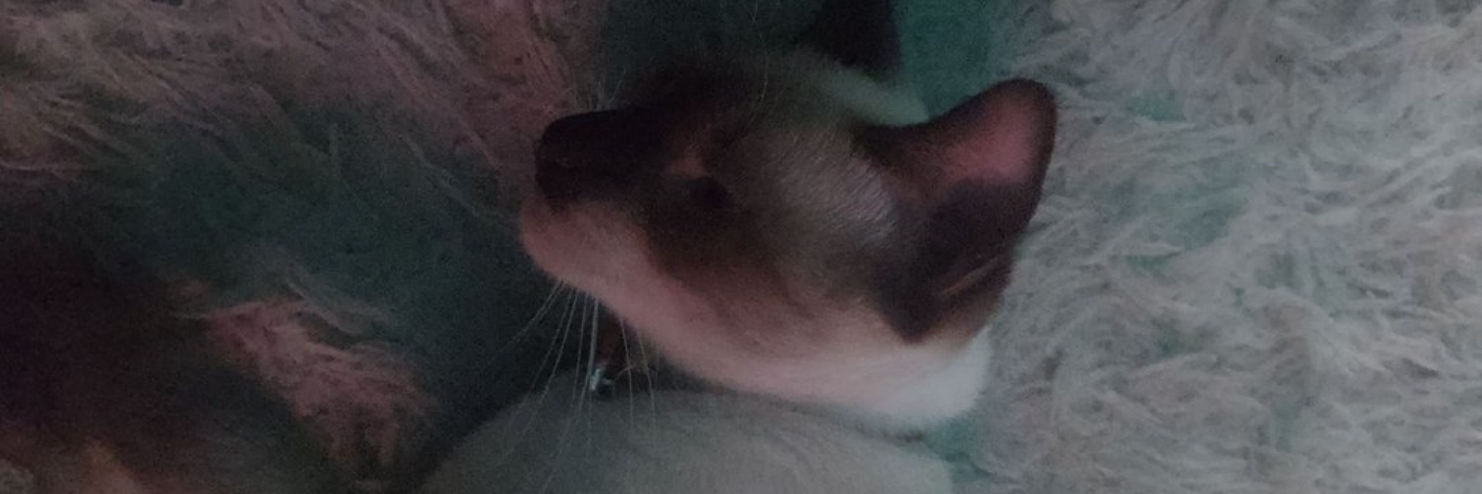 ellie, esposa da titi.