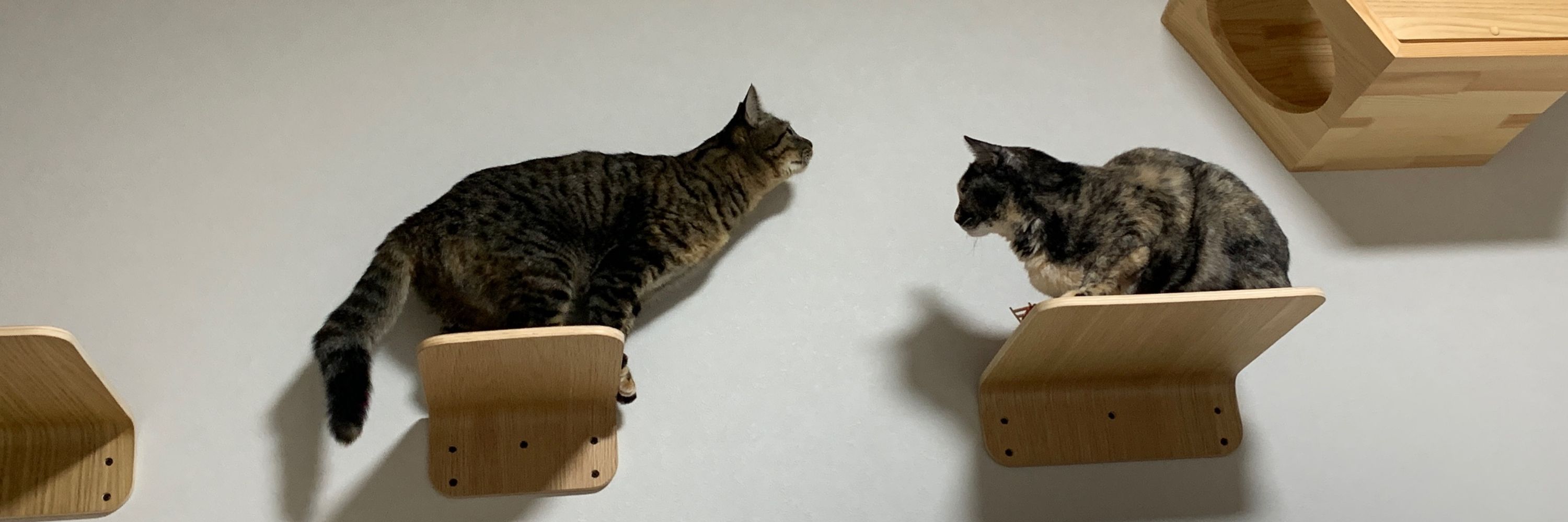 さとうすい