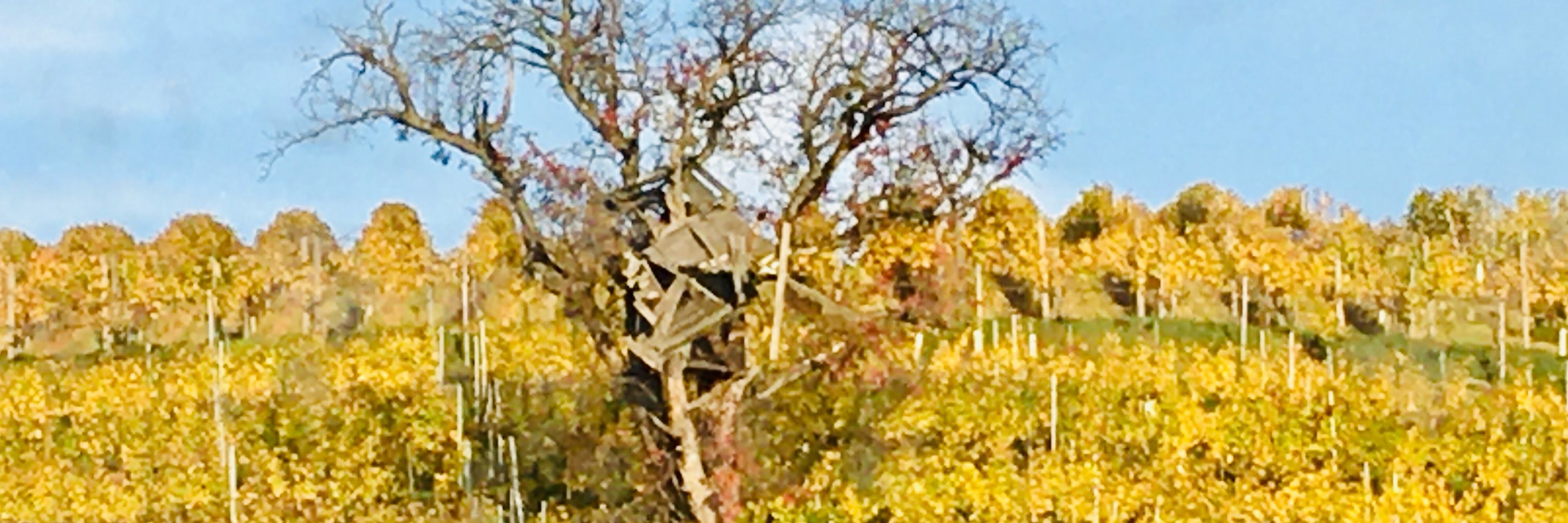 herrenhof