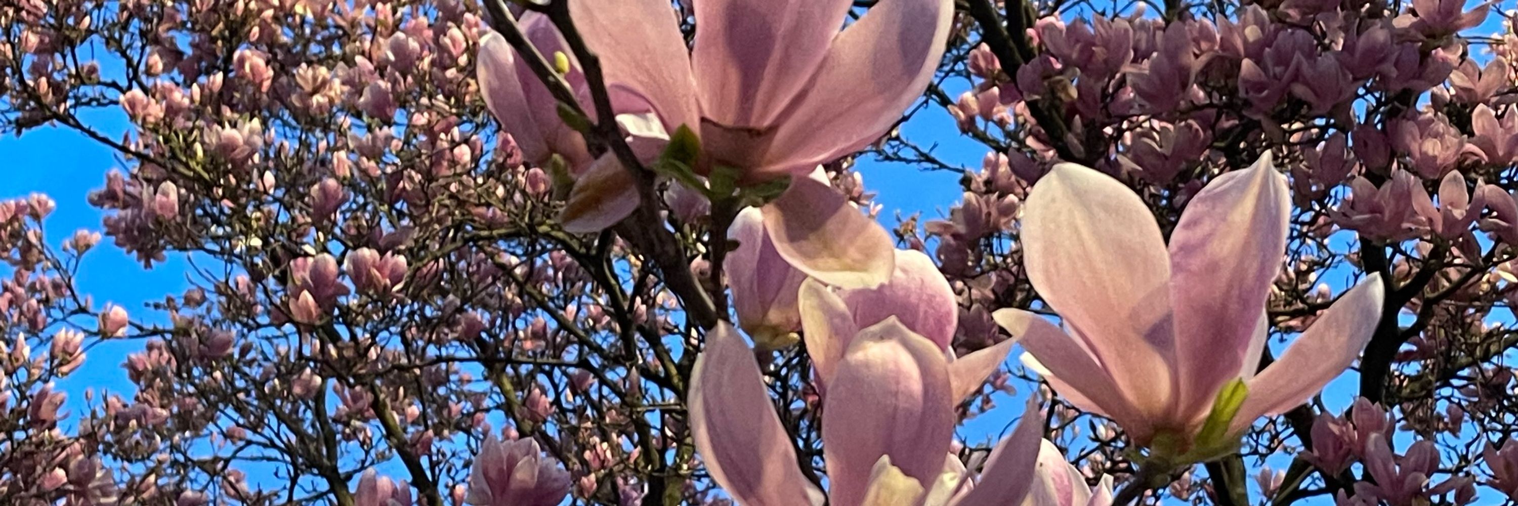 B.🌸