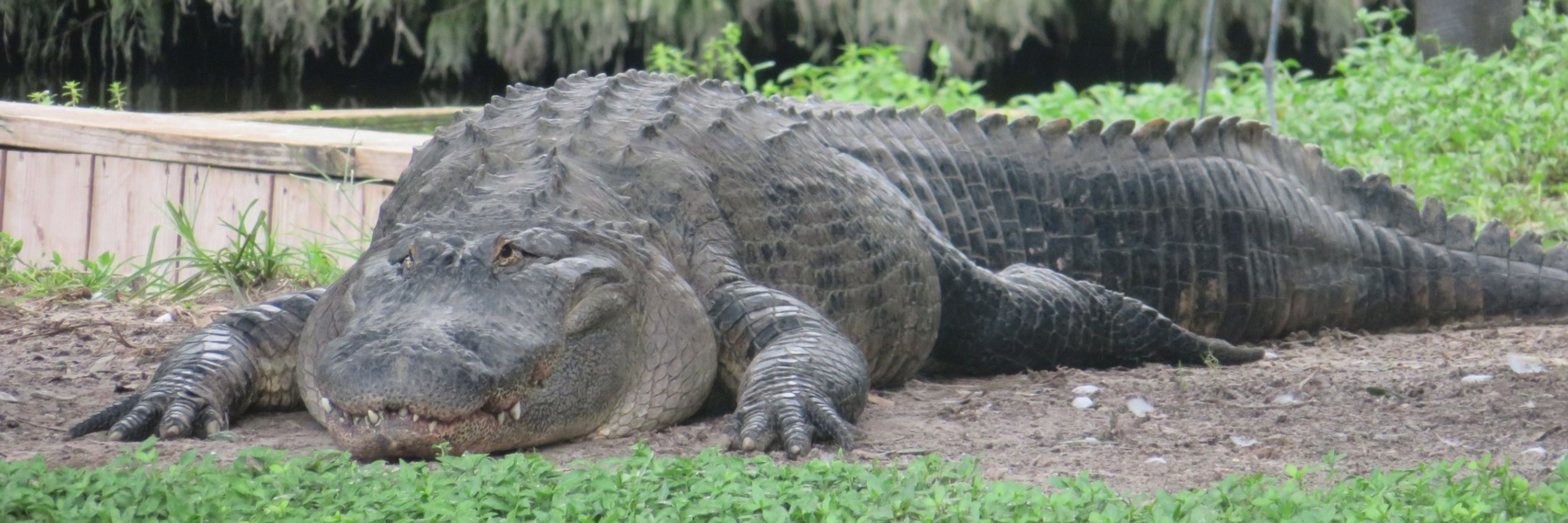 gay ass gator 🔞