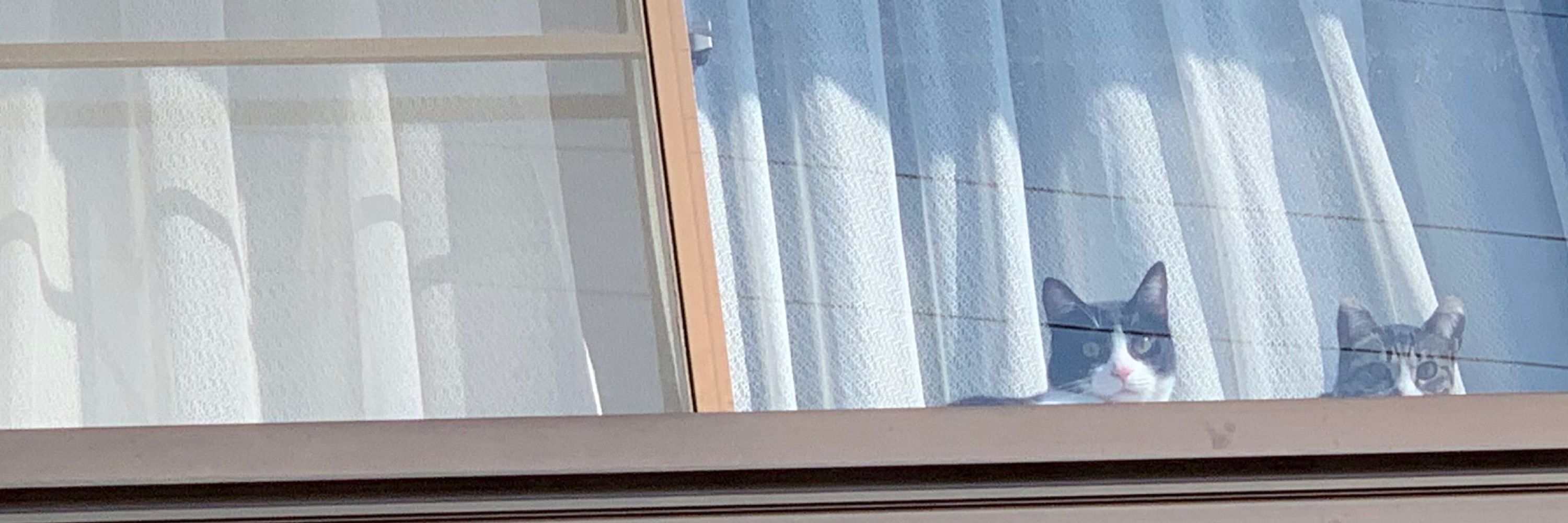 ナキソン