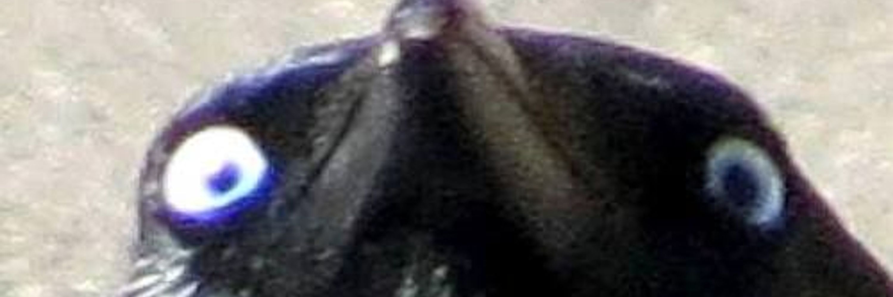 Crow the Crow
