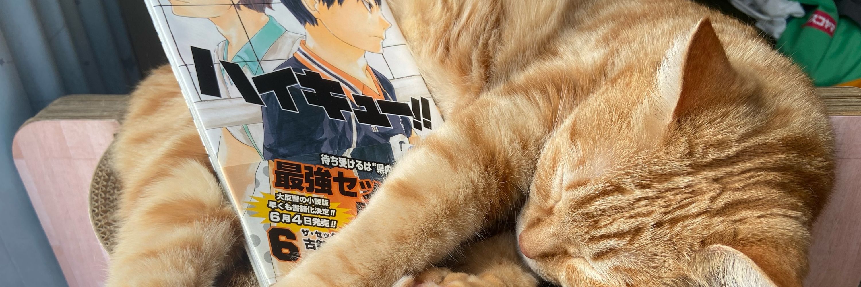 Ru🐱🍺mi