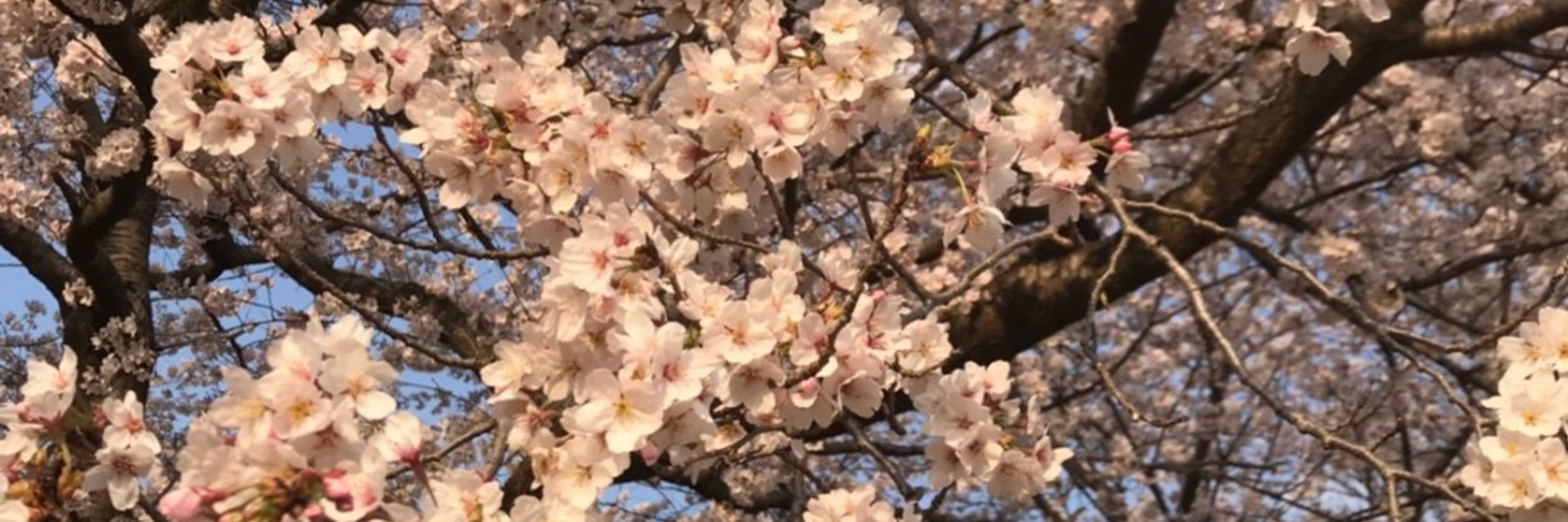もちきんちゃく