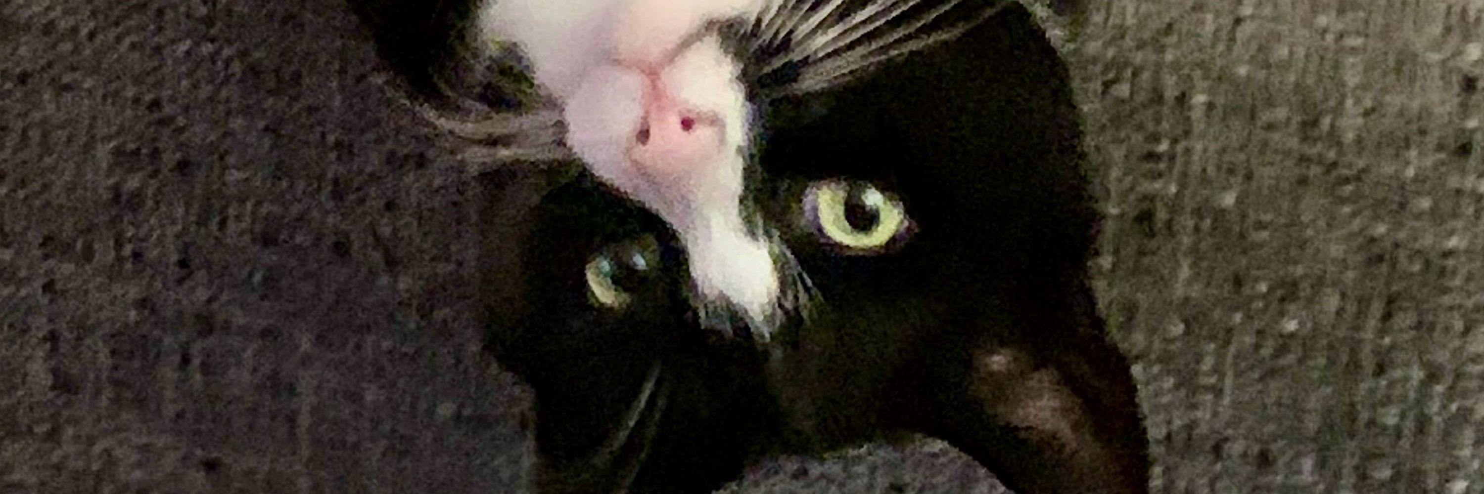 Simone