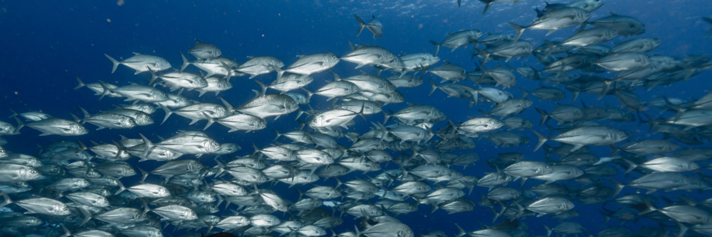 Marine Stewardship Council (MSC) Global