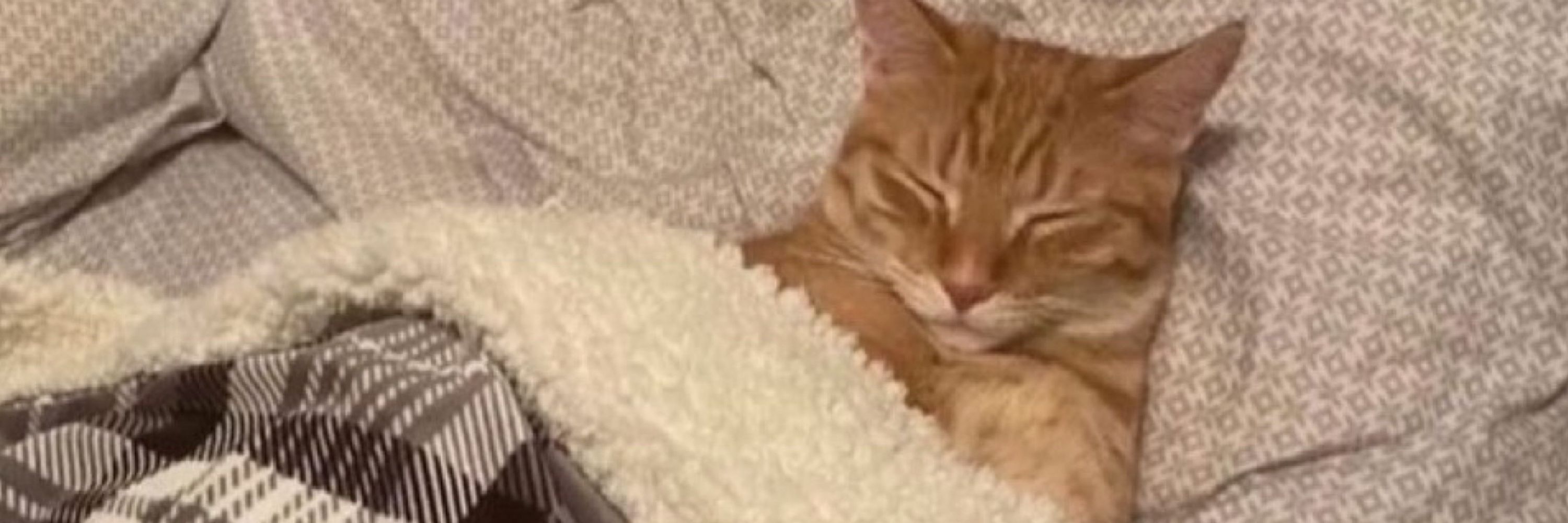 💕 Cat Meme Archive 💕