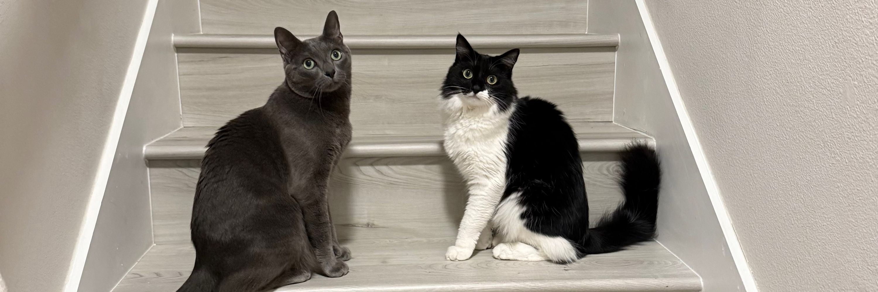 a tale of two kitties