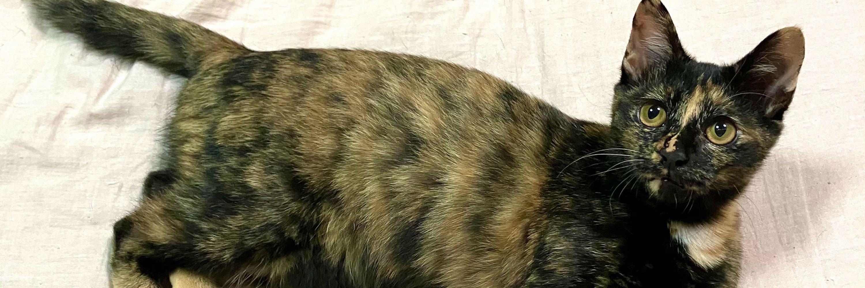 わか