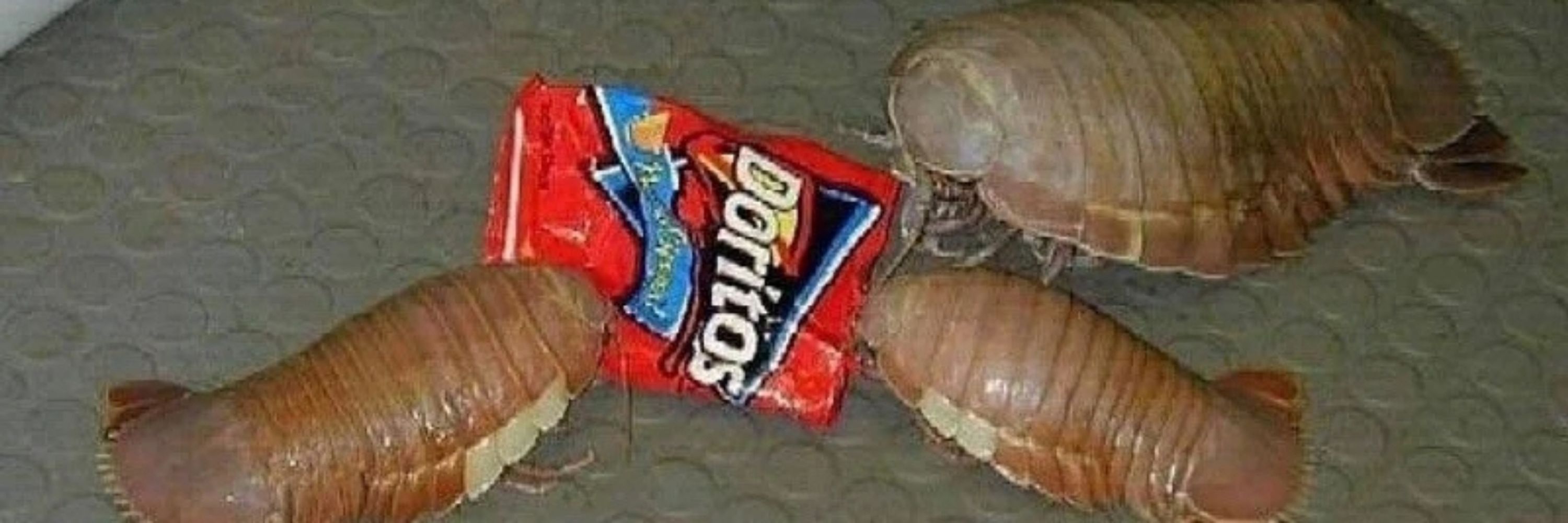vee 🔞🦐