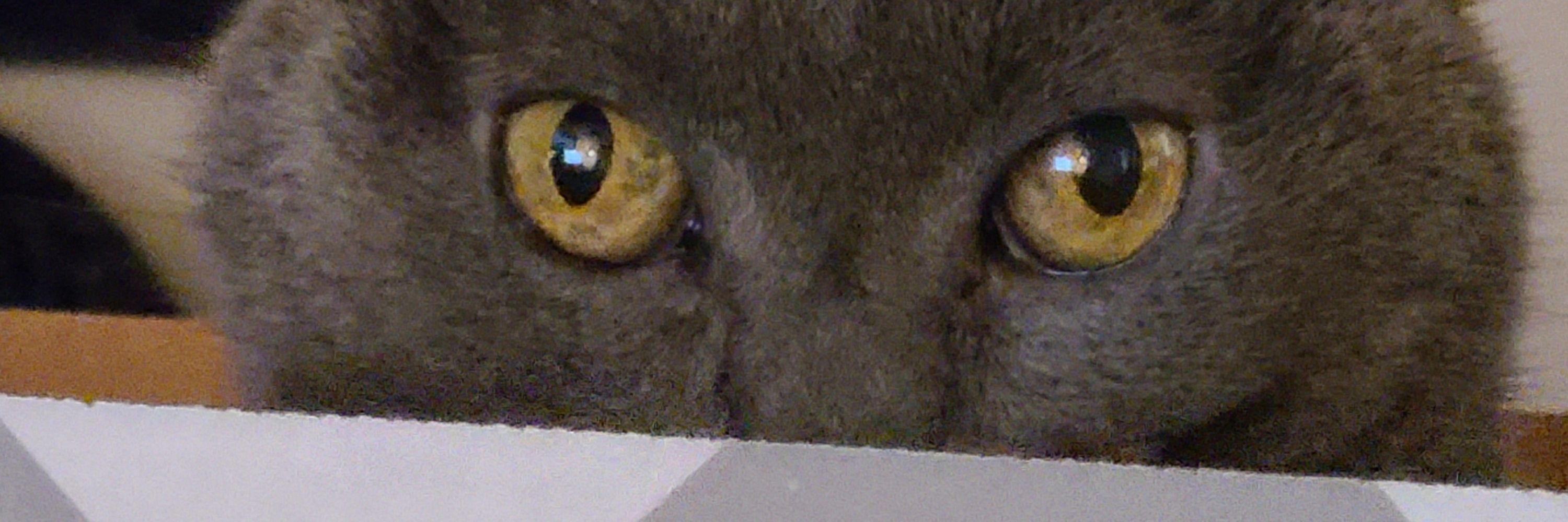 Scarletcat