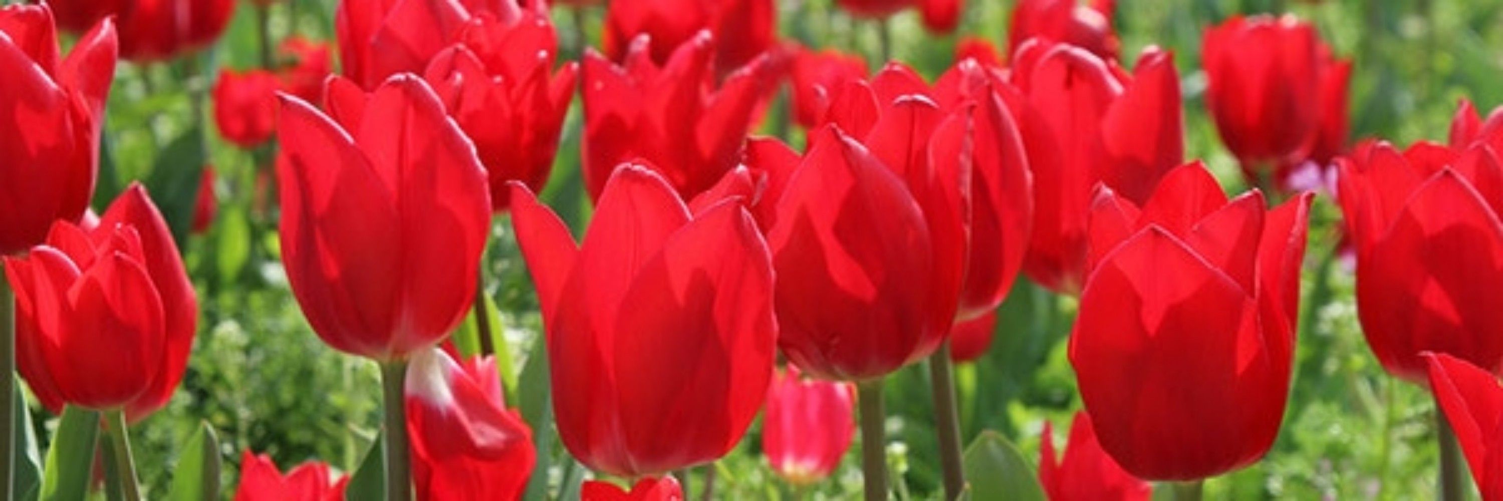 🌷