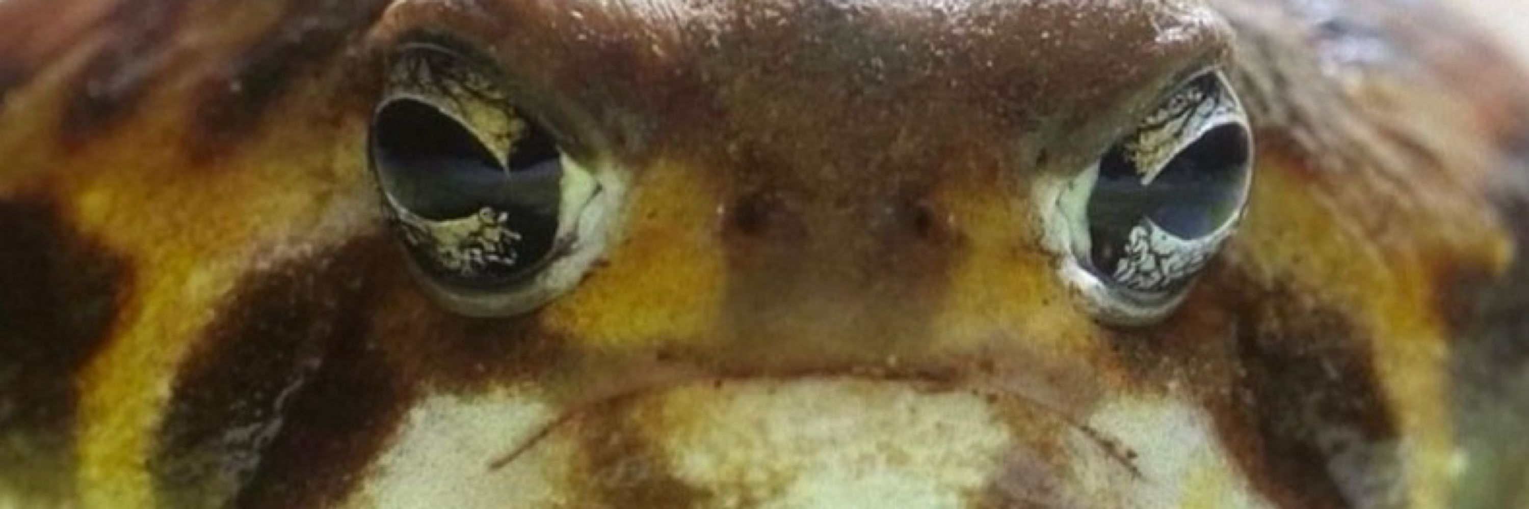 Toasterr