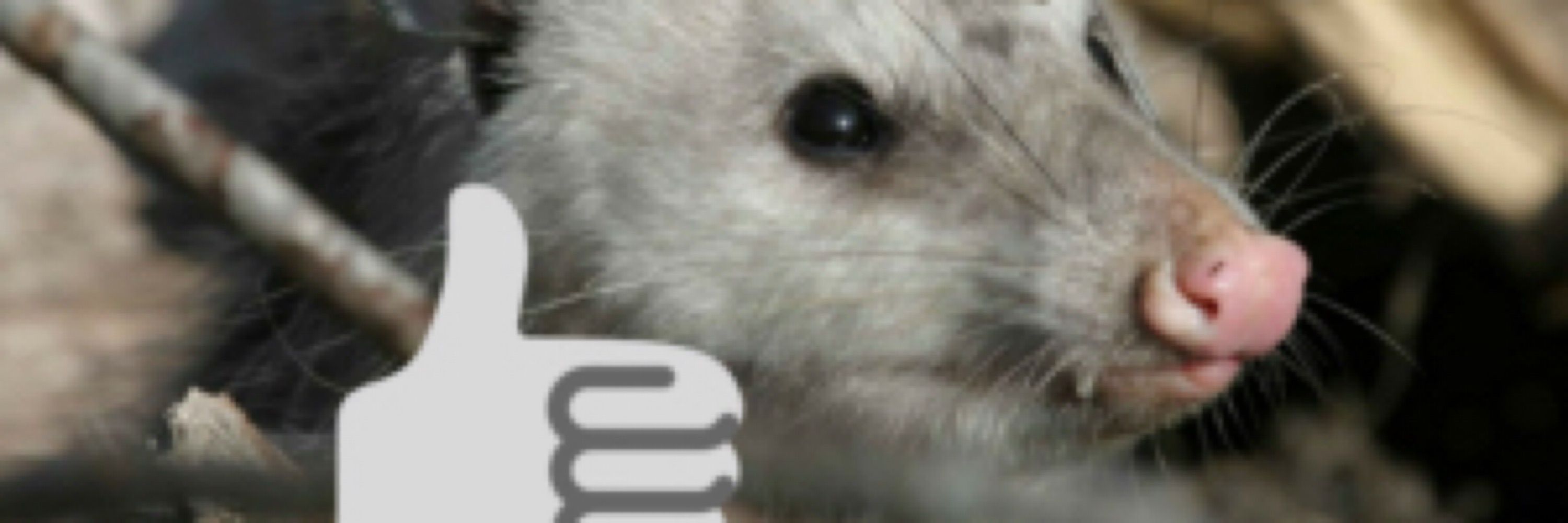 Strawberry Possum