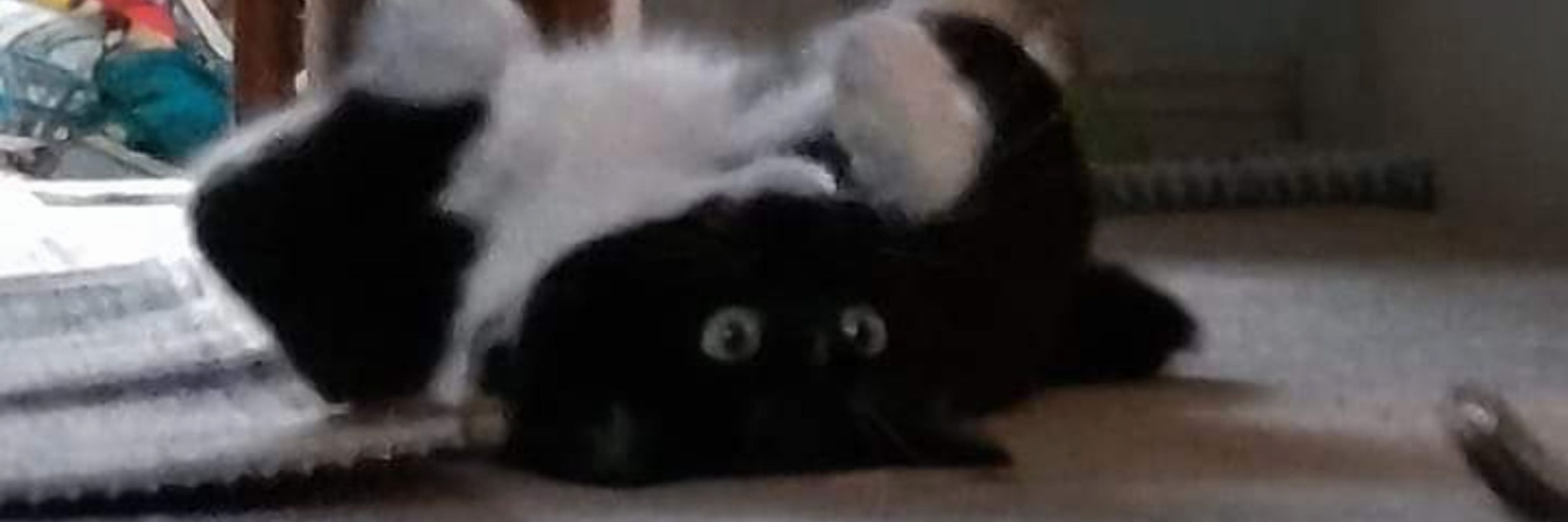 Jessticulatecalmly 