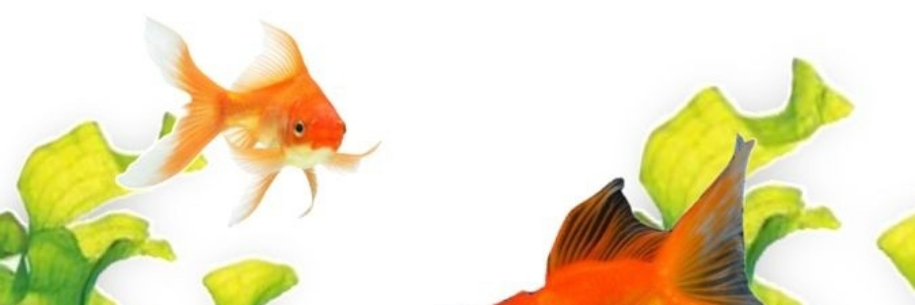 he