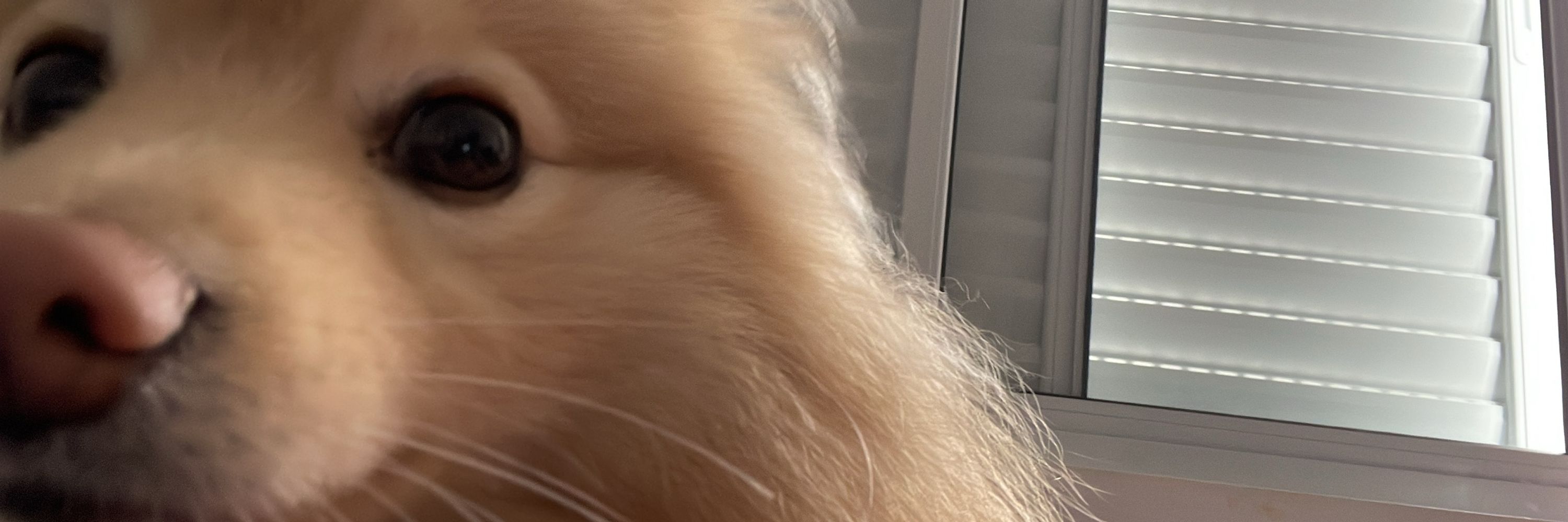 nicollas🦔