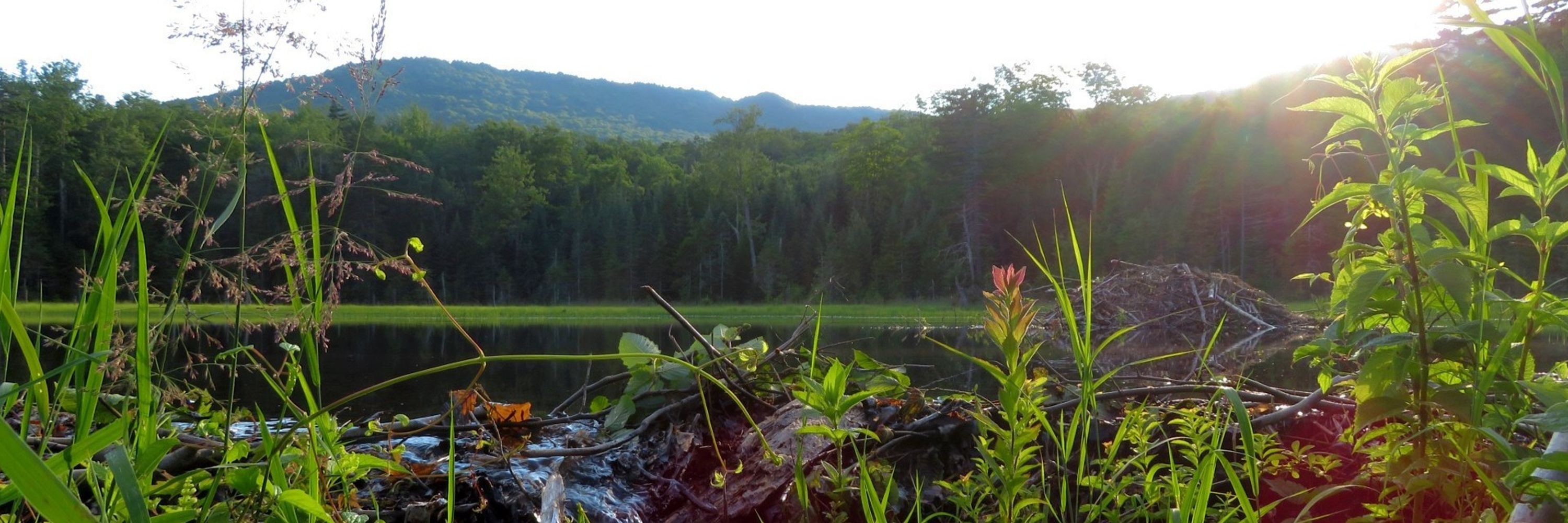 Green Mountain Dweller  