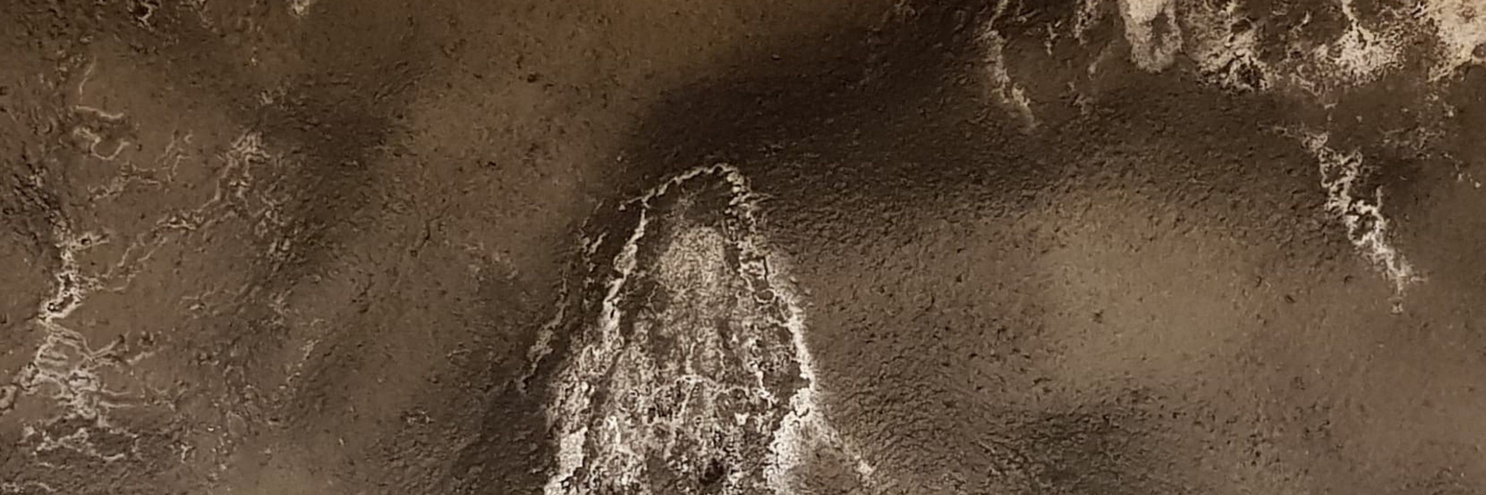 Ursidae