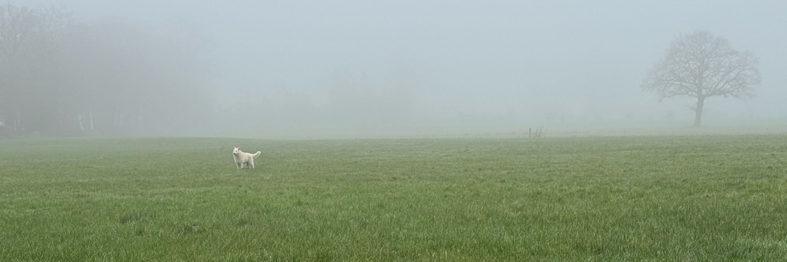 GroenTjeerd