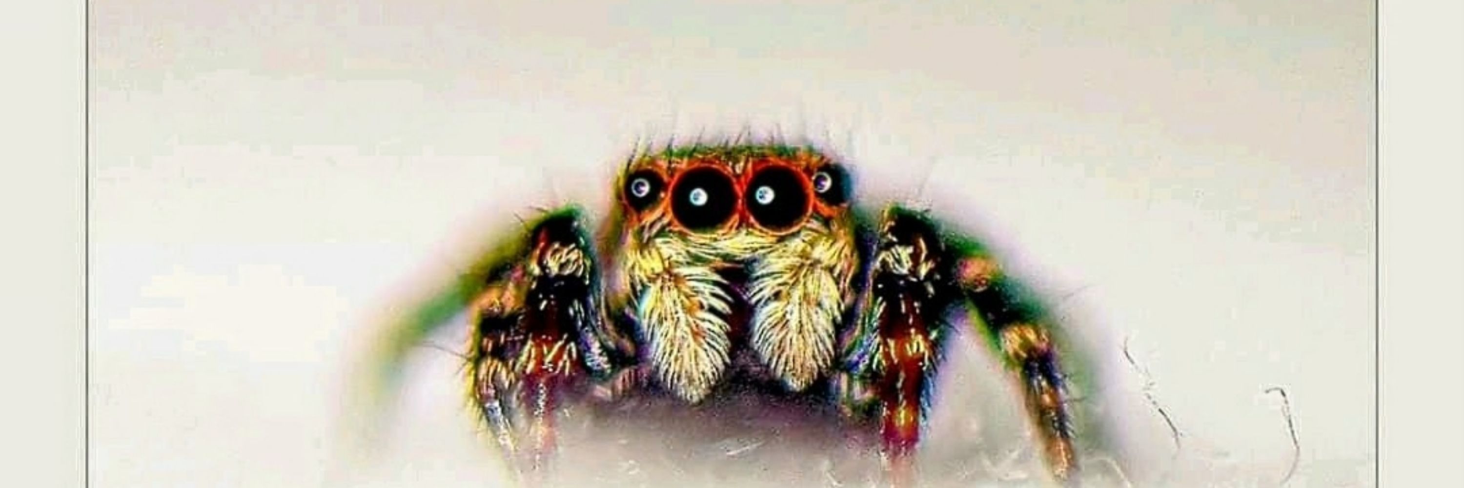 Michel C.J. Januarius