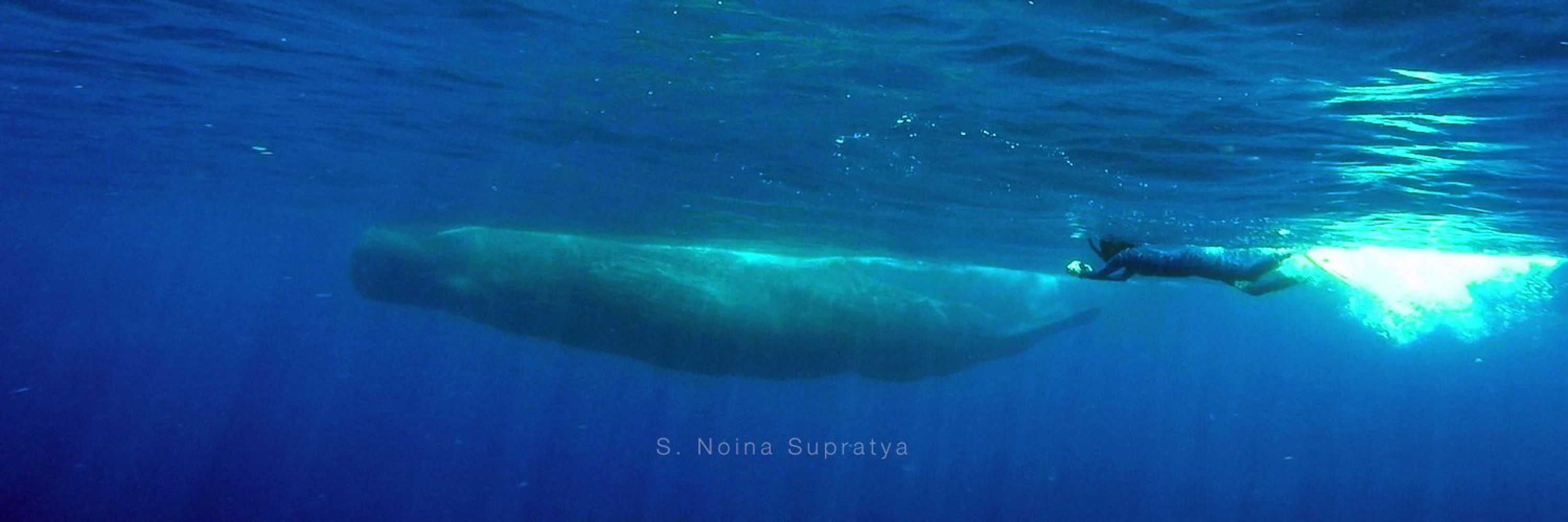 S. Noina Supratya