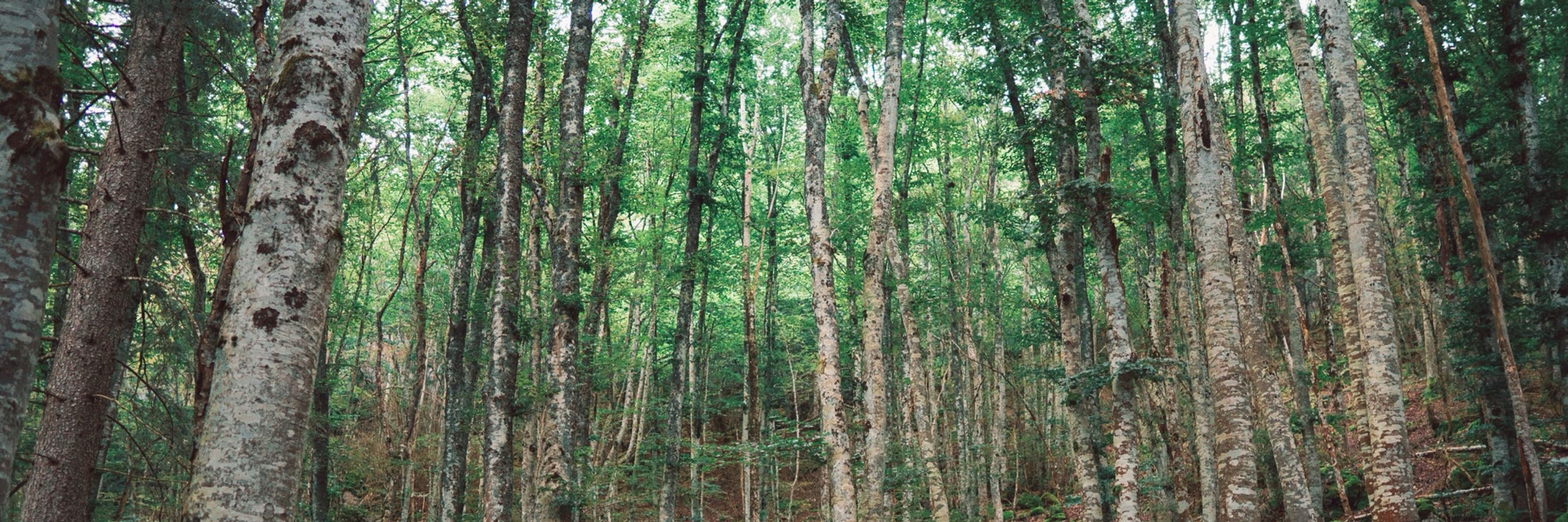 Jérémy Cours 🌳