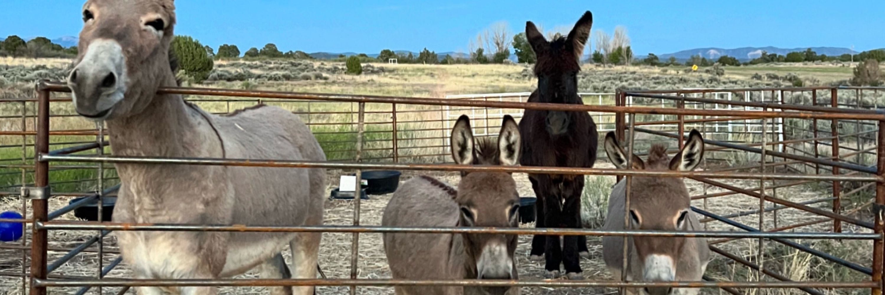 Donkeys of Darkness