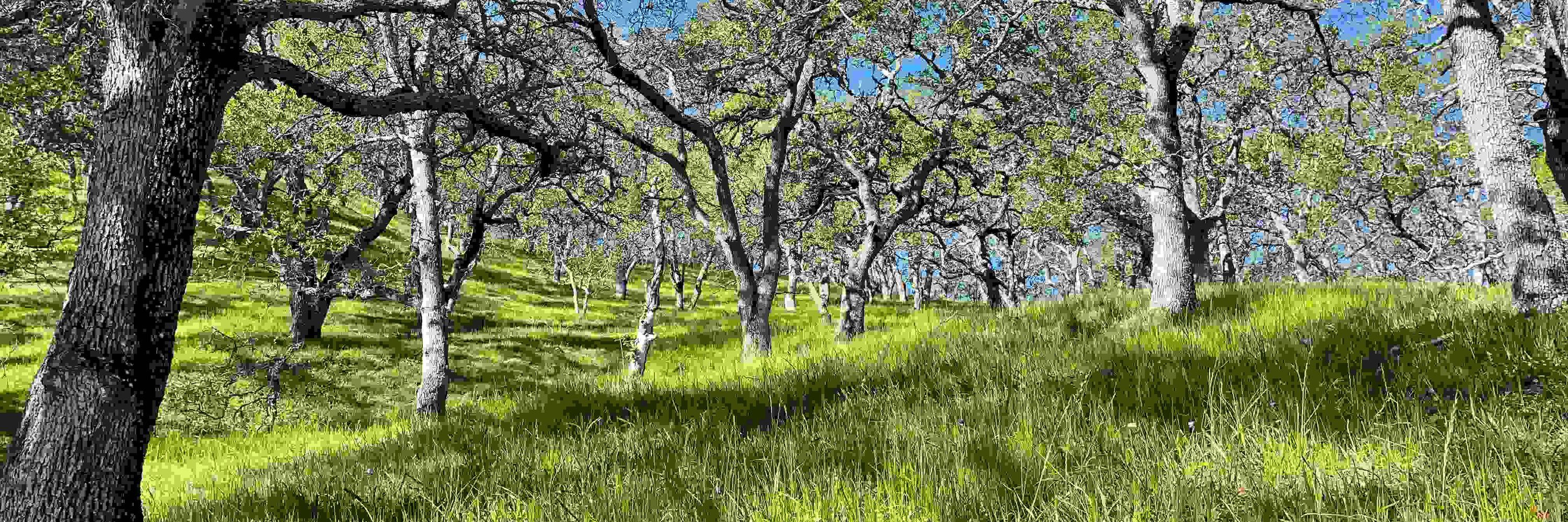 Acorn: a Journal of Contemporary Haiku