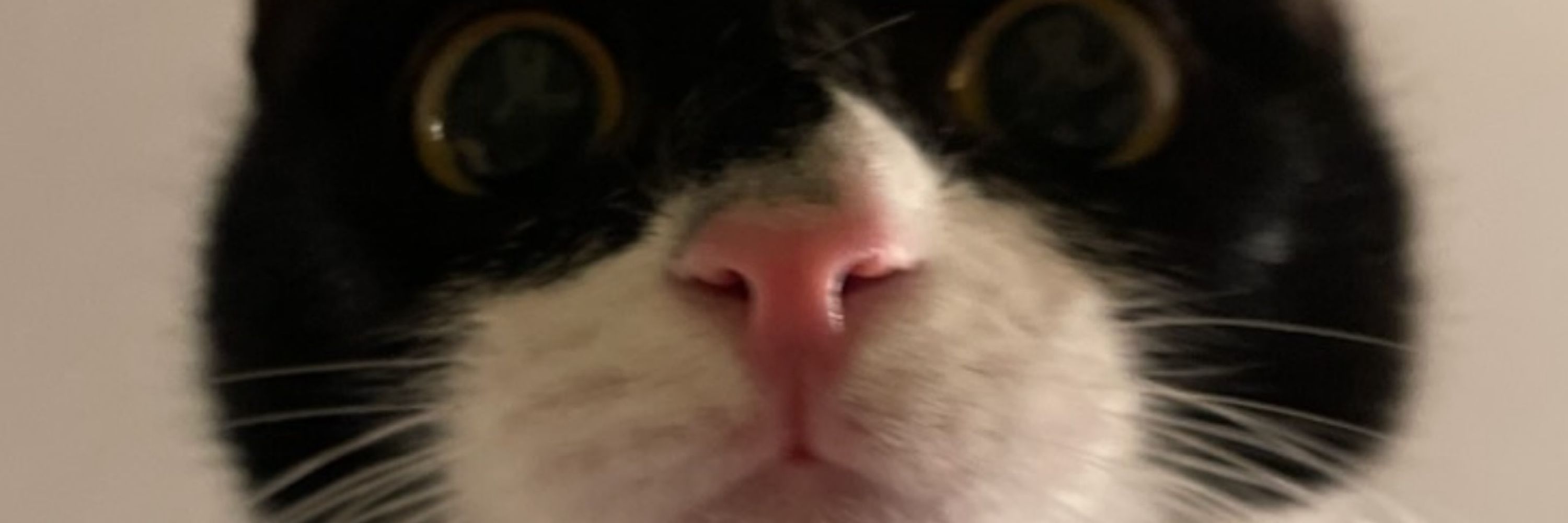 Corvo