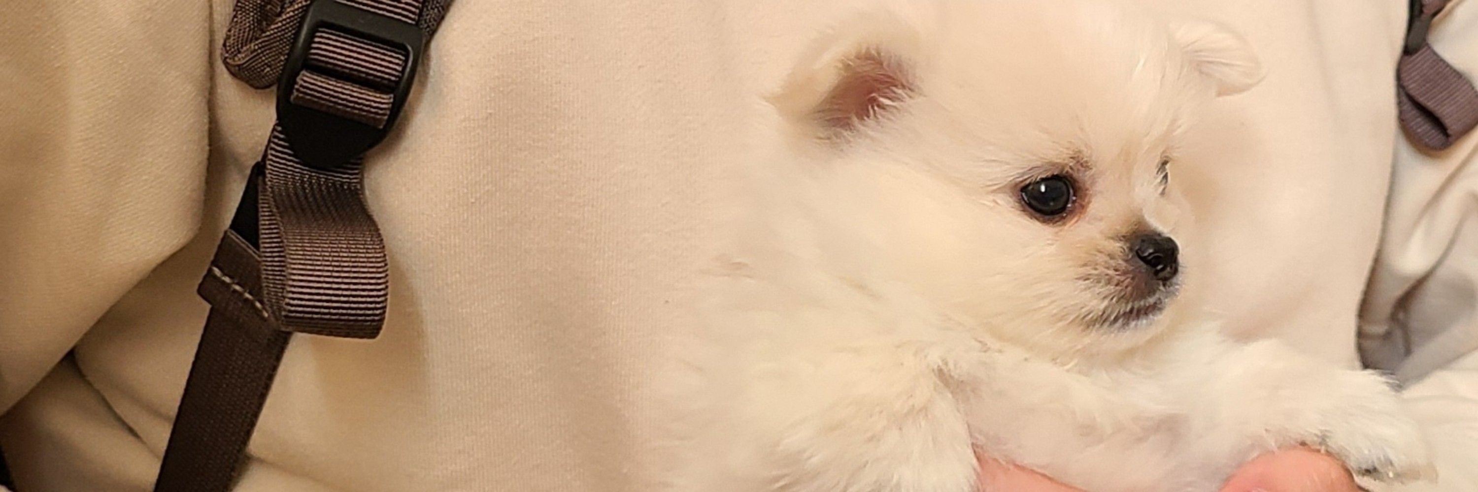 はぴ