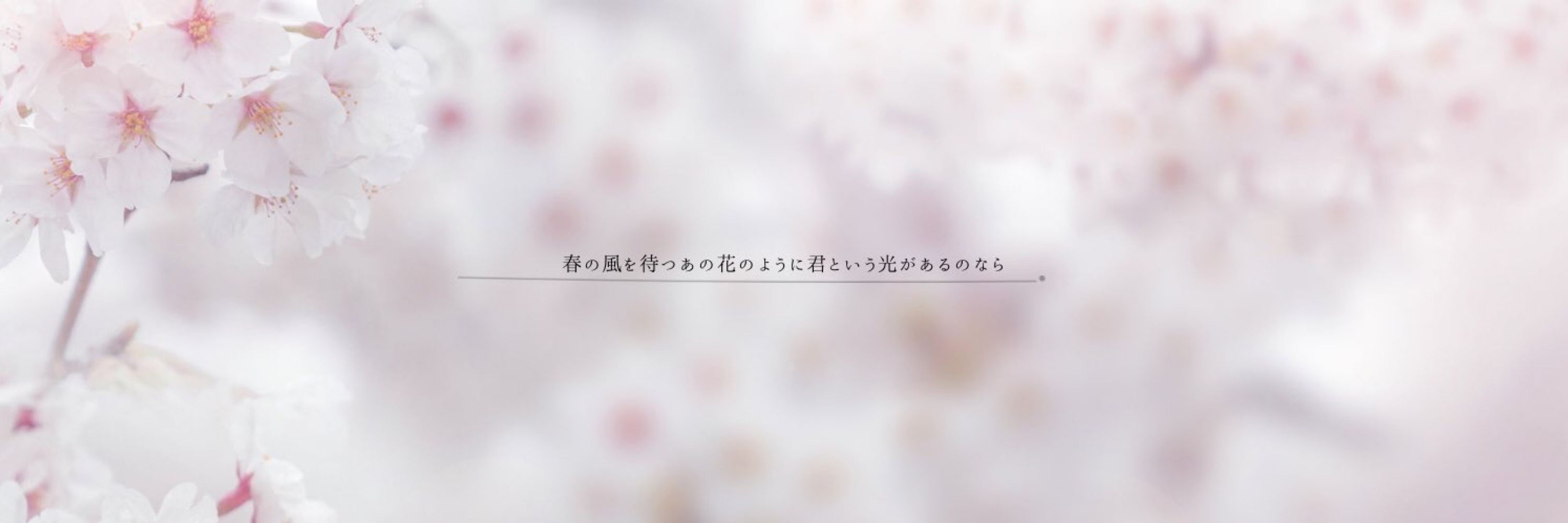 🌸春の三番🌸