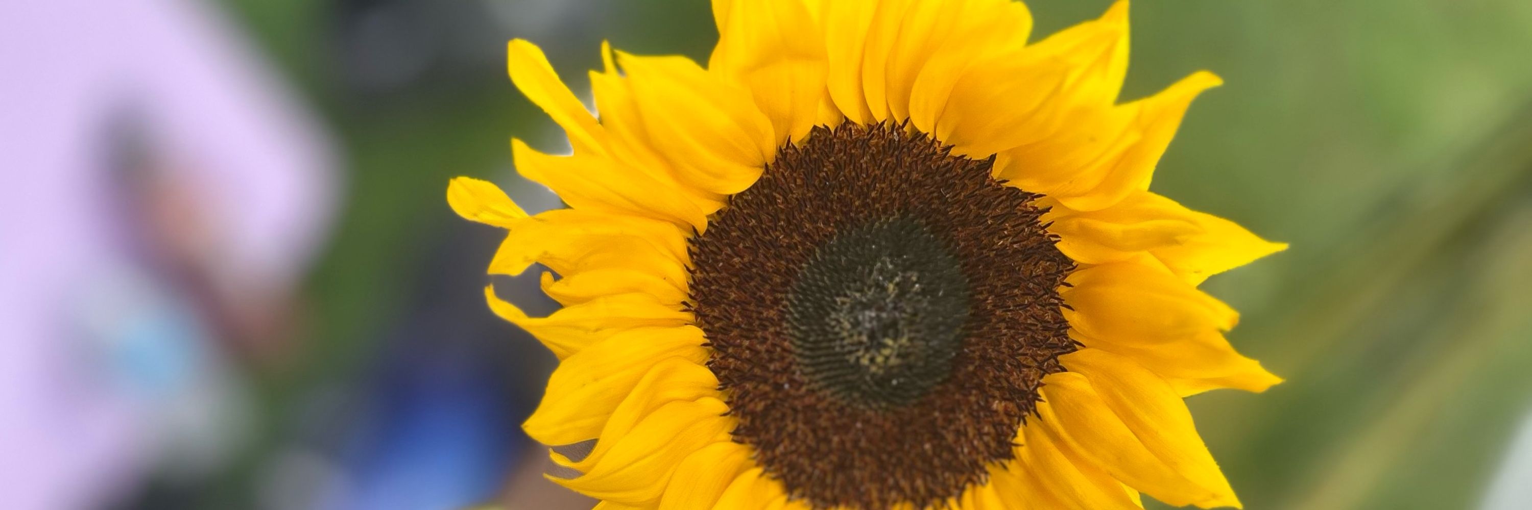 Ju 🌻