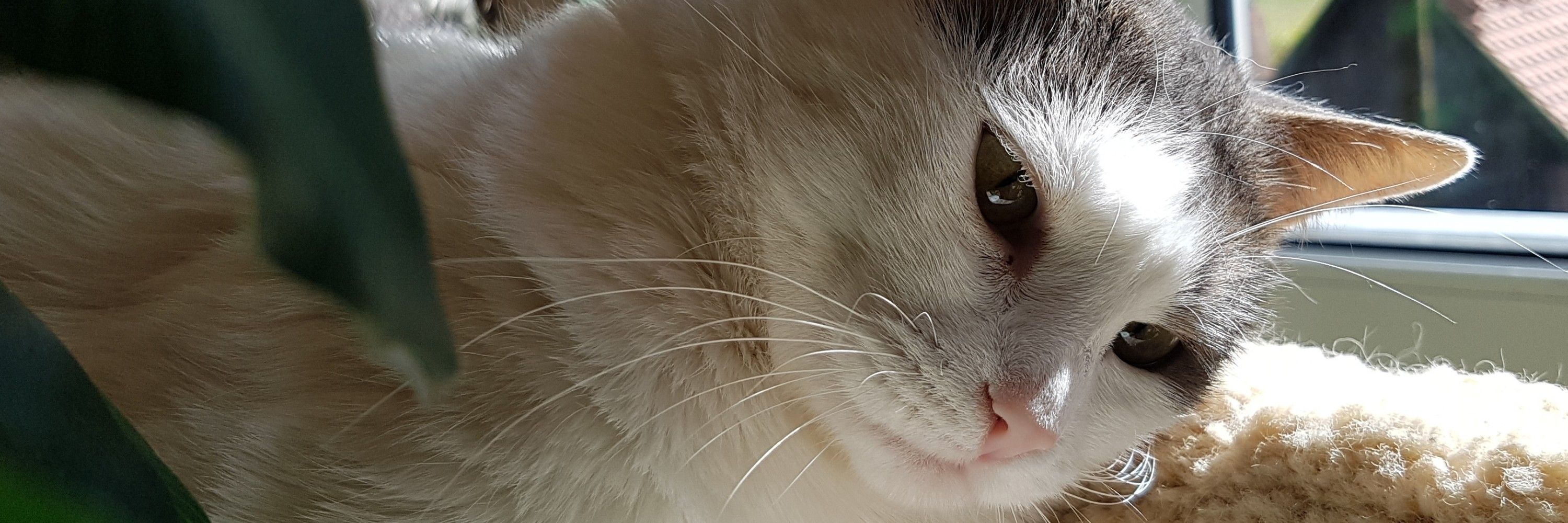 Alles voller Katzenhaare