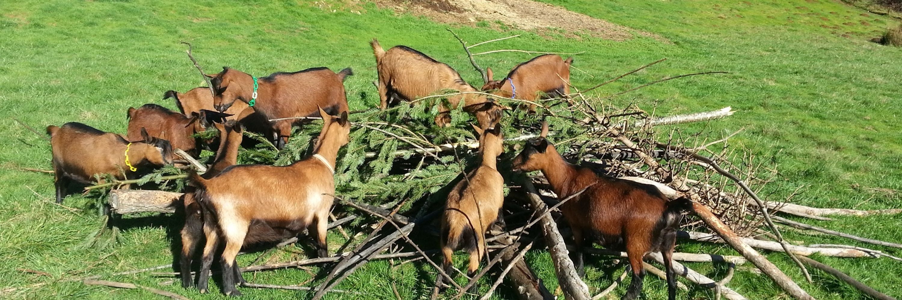 Goatguru