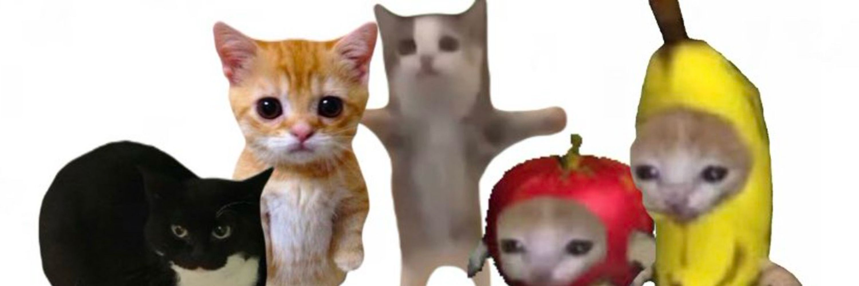 Trombone Cat 🍉