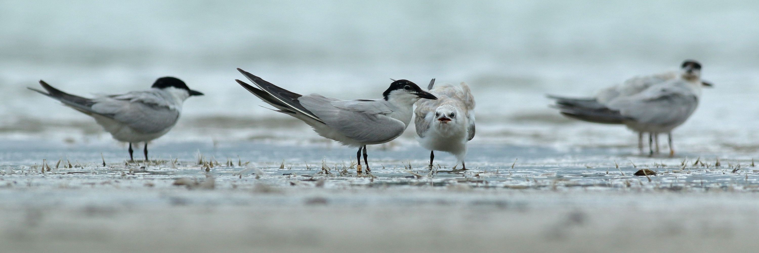 Gull-billed tern conservation