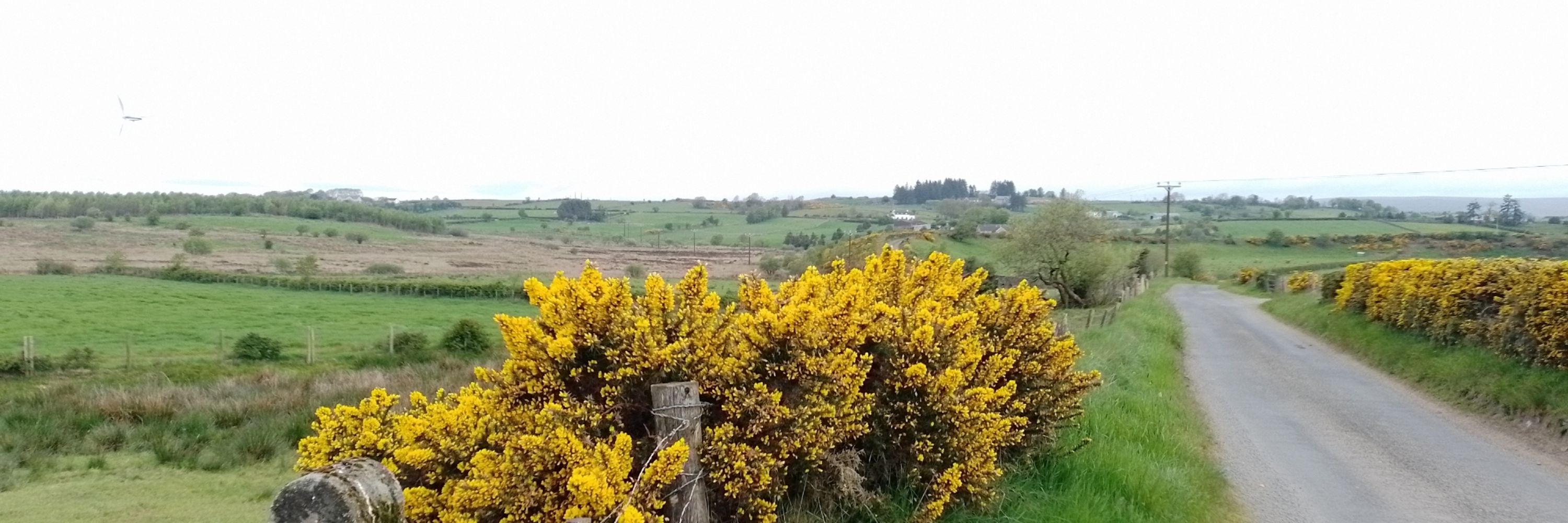 Seamaisín