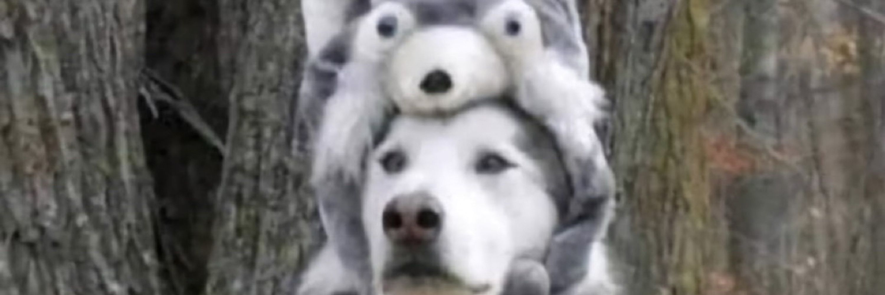 pupskyuwu