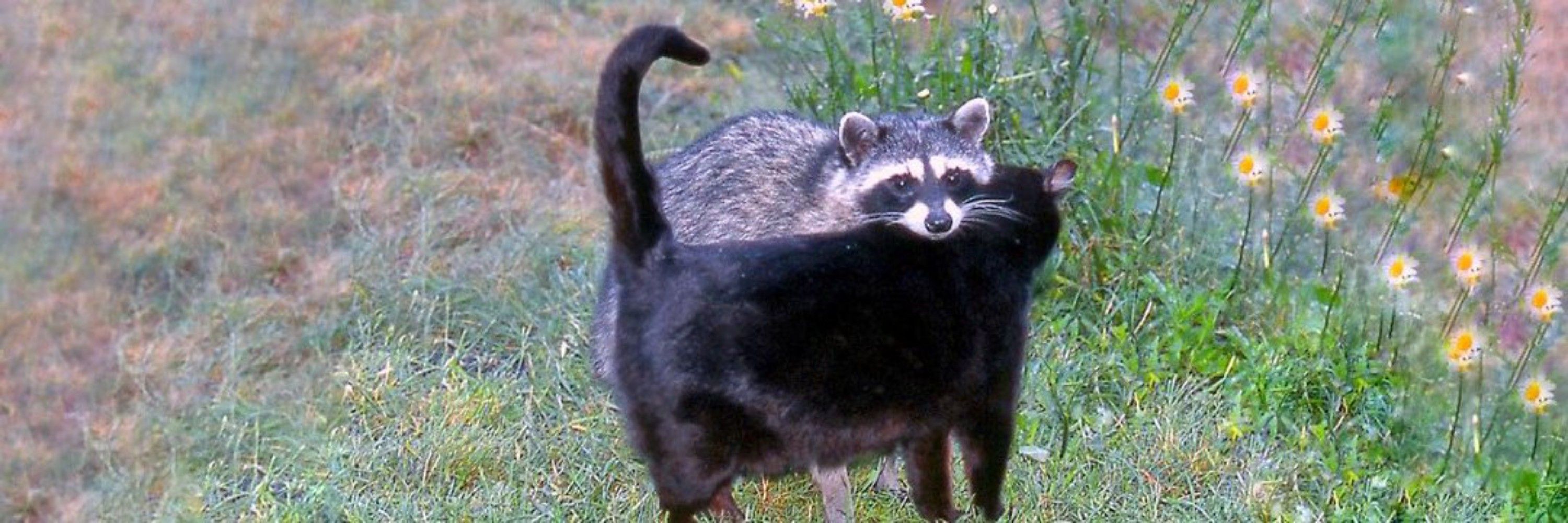 Wittdlvt