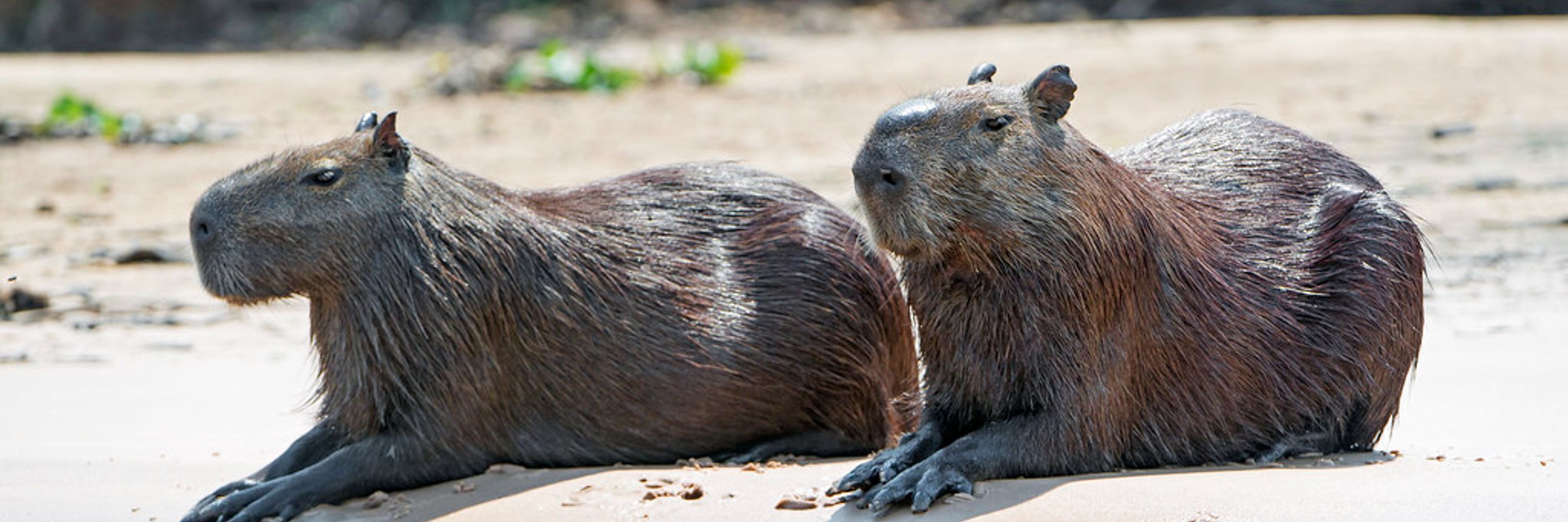 CapybaraNews
