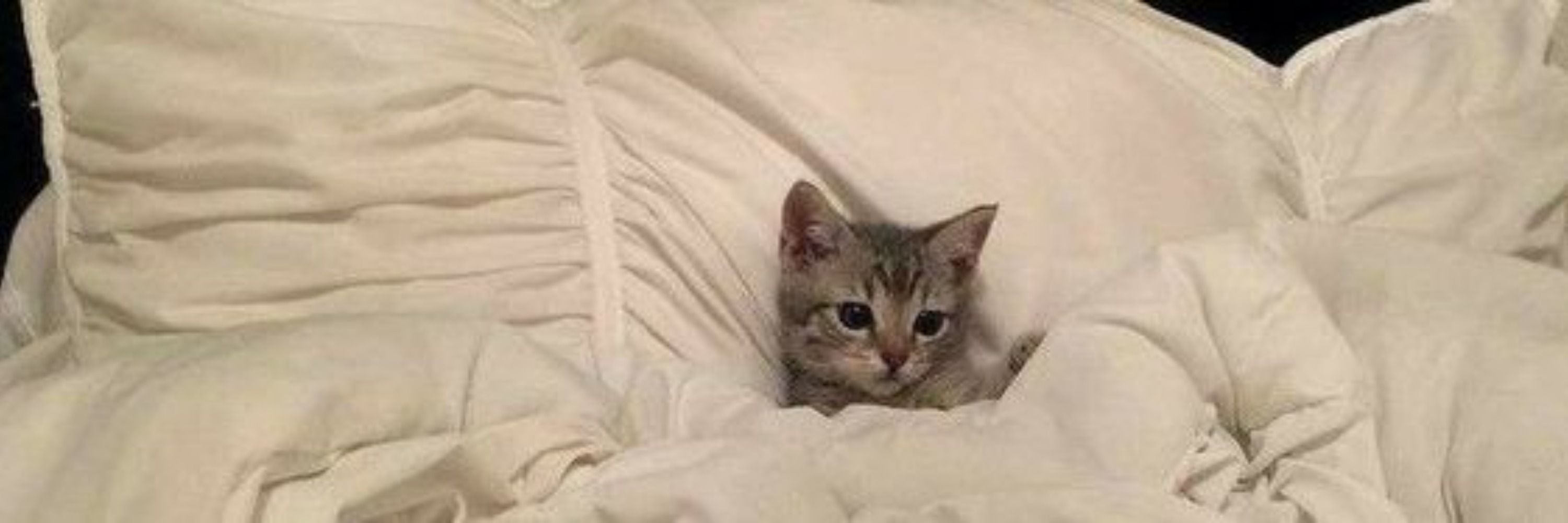 . cansada🐈‍⬛