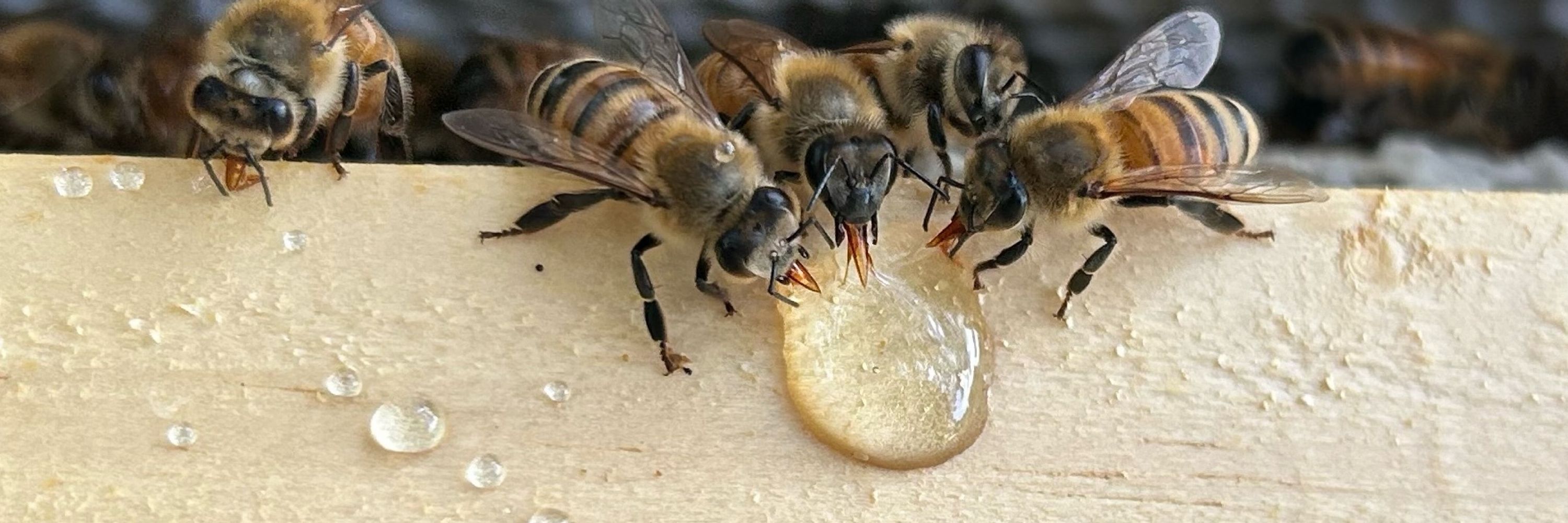 Crafty Bee 🐝