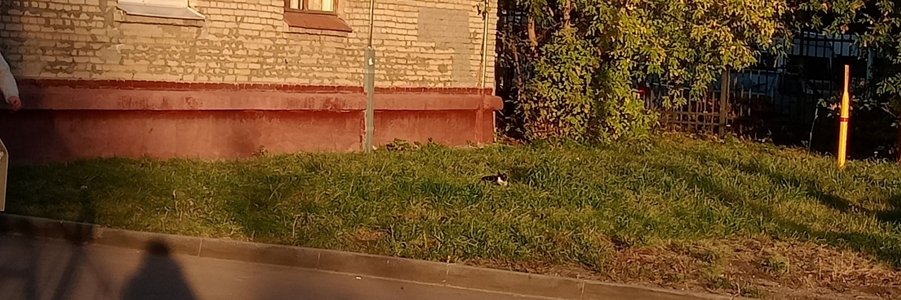 мыщ