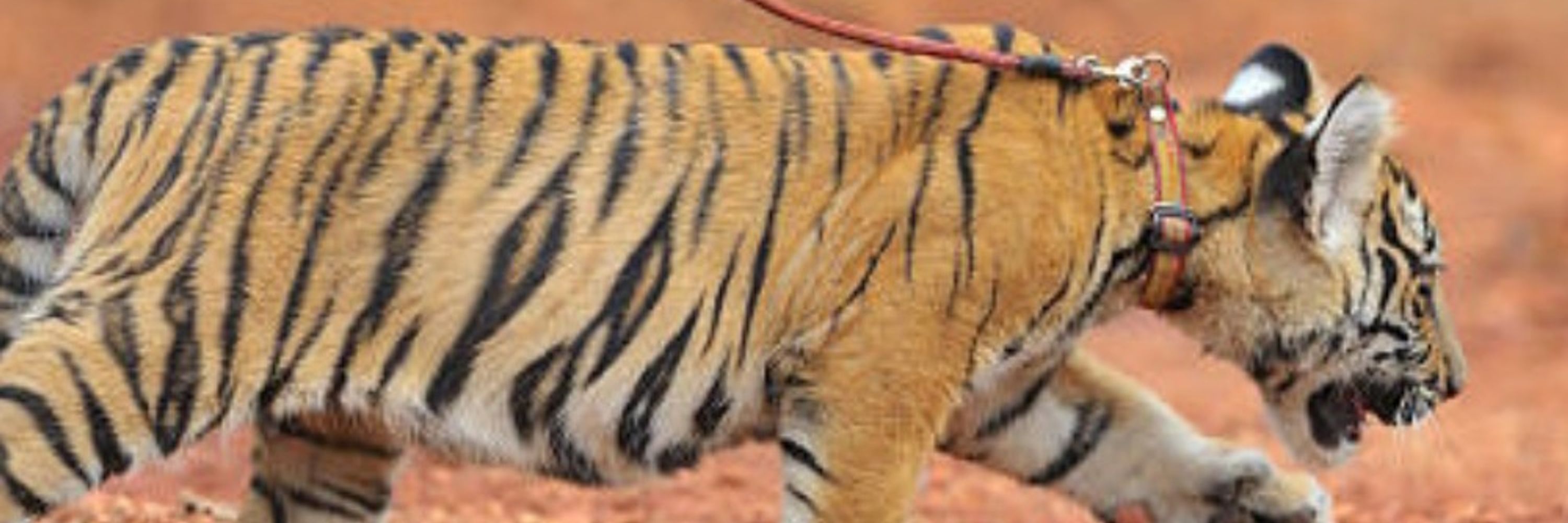 your pet tiger ✈️ FWA